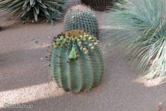 Jardin Majorelle